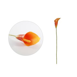 Mini-Calla orange-rot H 50 cm