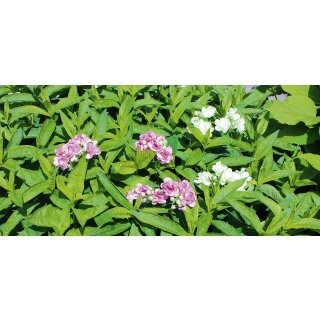 Deko Blütenzweig "Jasmin" pink VE 12 36 cm