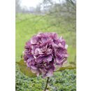 Deko Hortensie "Amelie" mauve 70 cm GILDE