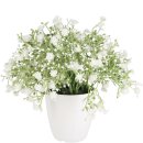 Schleierkraut "Nellina" getopft, D20cm, H20cm,...