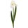 Iris "Elodia", L80cm, Blüte H13cm, weiß