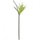 Heliconia "Surin", L85cm, creme-grün