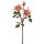 Wildpolyantharose x 3 51cm Blütenkopf Ø ca. 7cm Farbe: rosenholz