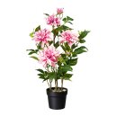 Dahlie, altrosa, 70 cm, 5 Blüten, 3 Knospen, im Topf...