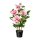 Dahlie, altrosa, 70 cm, 5 Blüten, 3 Knospen, im Topf schwarz 15x13 cm mit Kies,