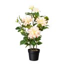 Dahlie, apricot, 70 cm, 5 Blüten, 3 Knospen, im Topf...