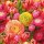 Serviette 33 x 33 cm  3 lagig, 20 Stück pro Packung " Ranunculus FSC Mix "AMBIENTE