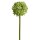 Allium 72cm grün
