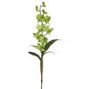 Dendrobium x 10 60cm hellgrün