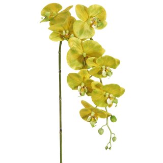 Phalaenopsis x 13 88cm gelb-grün
