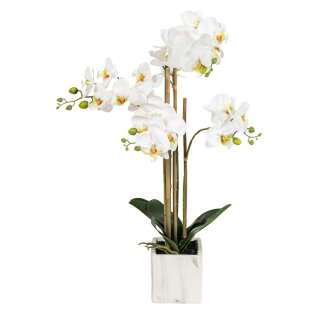 Phalaenopsis 4-fach im Topf 62cm weiß-rose