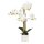 Phalaenopsis 4-fach im Topf 62cm weiß-rose