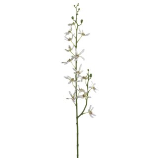 Jade-Phallokratische 2f.82cm Creme-burgund