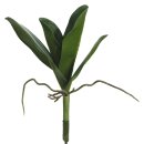 Jade-Phalaenopsisbl.m.W. 26cm grün