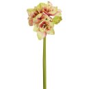 Amaryllis x 4 40cm rosé-grün