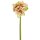 Amaryllis x 4 40cm rosé-grün
