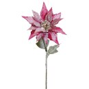 Schnee-Poinsettia 51cm rosé-schnee