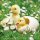 Serviette 33 x 33 cm  3 lagig, 20 Stück pro Packung ( Newborn chicks )  FSC Mix "AMBIENTE