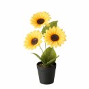 Topfpflanze , Sonnenblume, Indoor, H 33,00 cm, Eisen,...