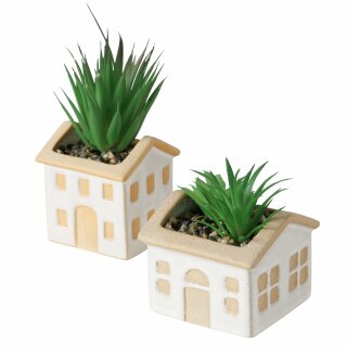 Topfpflanze , 2 sort., Sukkulente, Indoor, H 18,80 cm, Steingut