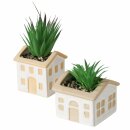 Topfpflanze , 2 sort., Sukkulente, Indoor, H 18,80 cm,...