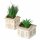Topfpflanze , 2 sort., Sukkulente, Indoor, H 18,80 cm, Steingut