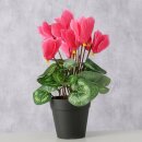 Topfpflanze , Blumen & Blüten, Indoor, H 27,00...