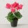 Topfpflanze , Blumen & Blüten, Indoor, H 27,00 cm, Eisen, Polystyrol geschäumt, Plastik, Polyester