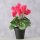Topfpflanze , Blumen & Blüten, Indoor, H 27,00 cm, Eisen, Polystyrol geschäumt, Plastik, Polyester