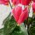 Topfpflanze , Blumen & Blüten, Indoor, H 27,00 cm, Eisen, Polystyrol geschäumt, Plastik, Polyester